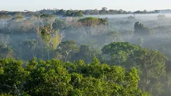 „Komunikujú“ lesy medzi sebou? Vedci objavili skrytú sieť pod zemou