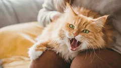 Mačka vám demonstratívne zoskočí z kolien? Príčina vôbec nespočíva v jej povahe